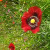 ABEILLE CHARPENTIERE sur PAVOT ROUGE. Espace fleuri. Jardin. BRUNO GODET